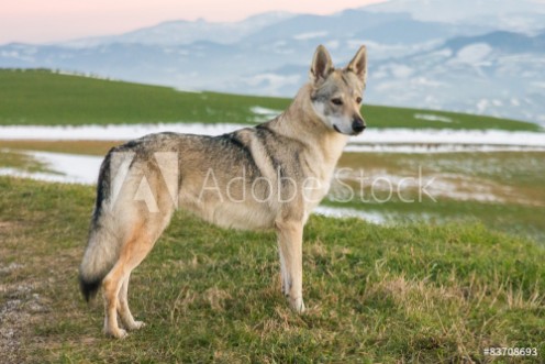 Picture of Cane Lupo
